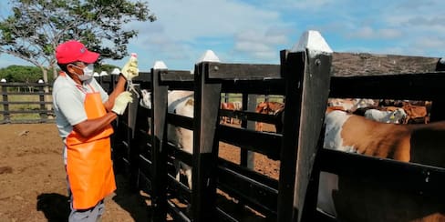 Programan primer ciclo antiaftosa de 2022