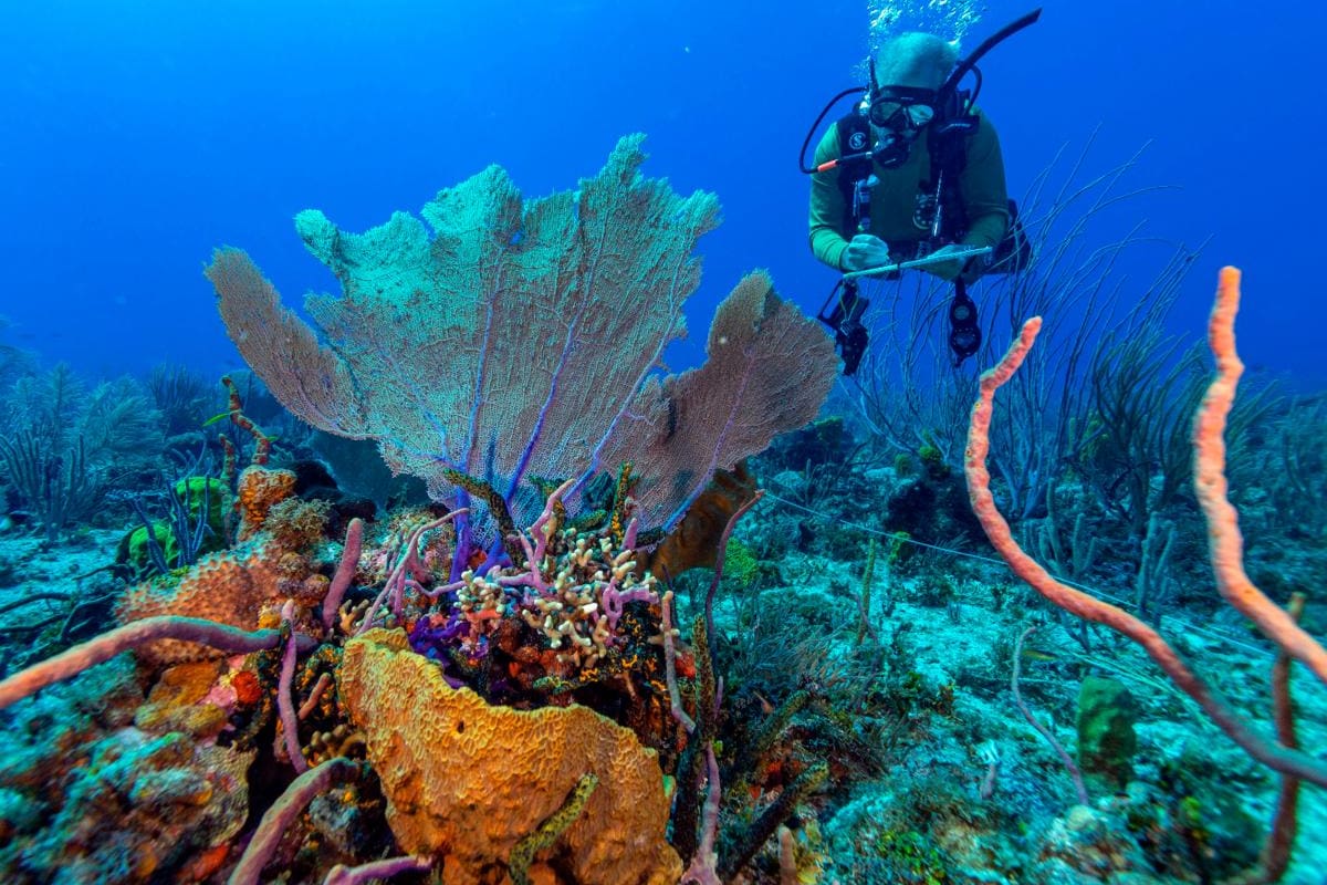 Colombia acogerá la COP16 entre el 21 de octubre y el 1 de noviembre de 2024