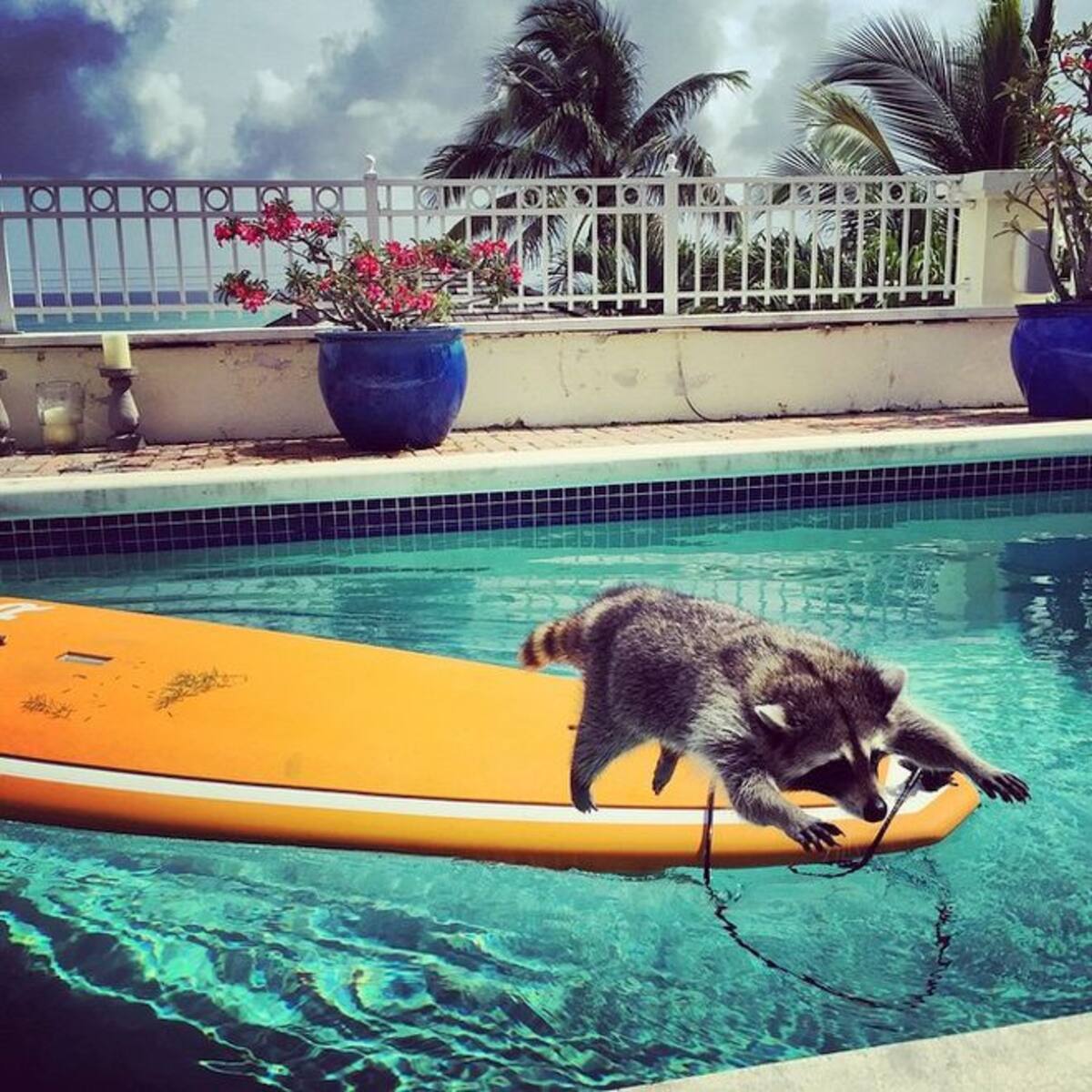 Pumpkin Instagram de Laura Young