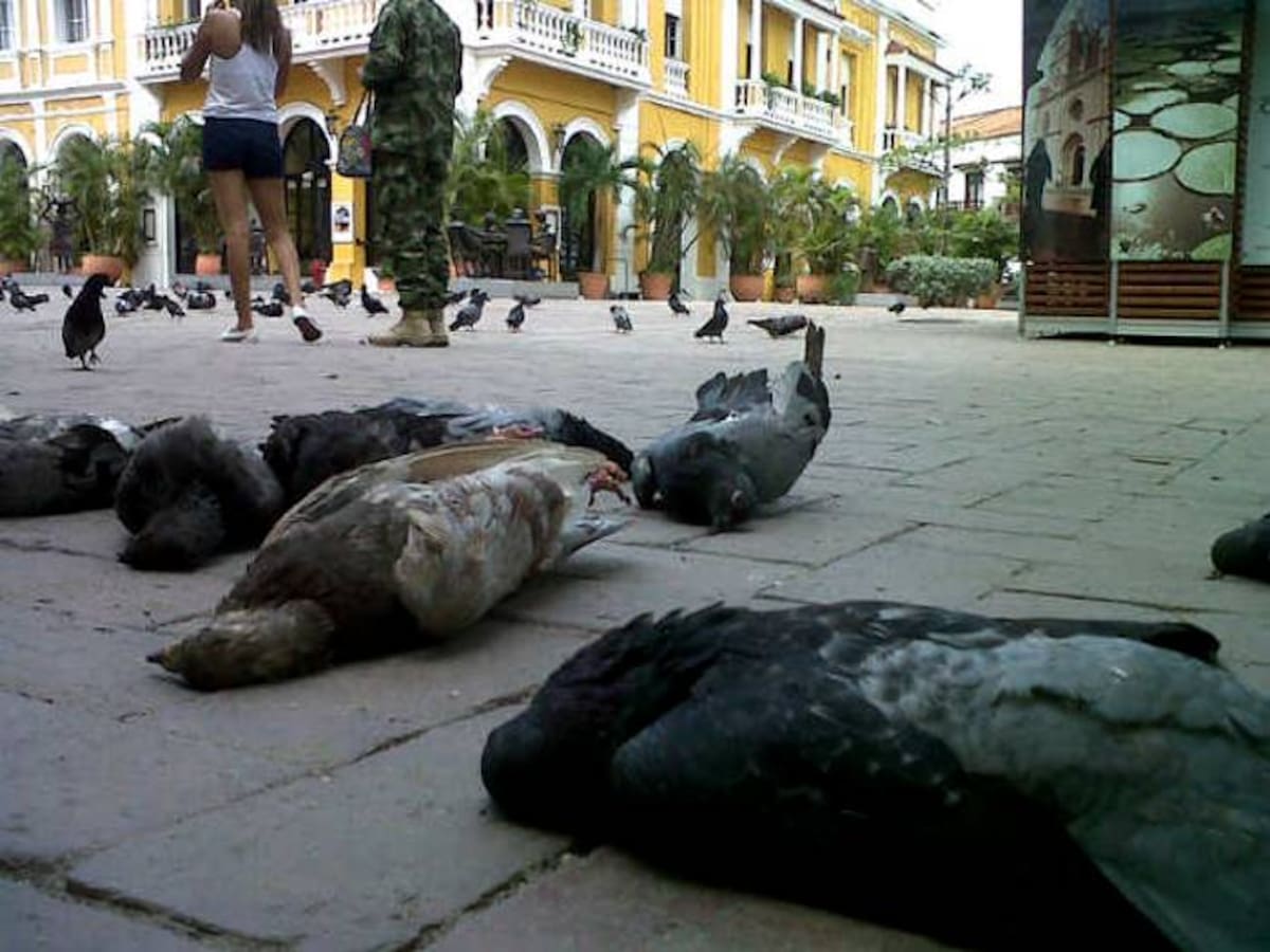 Los cuerpos de las palomas permanecían en la Plaza San Pedro Claver. JOSÉ RAFAEL MEJÍA - Q'HUBO CARTAGENA