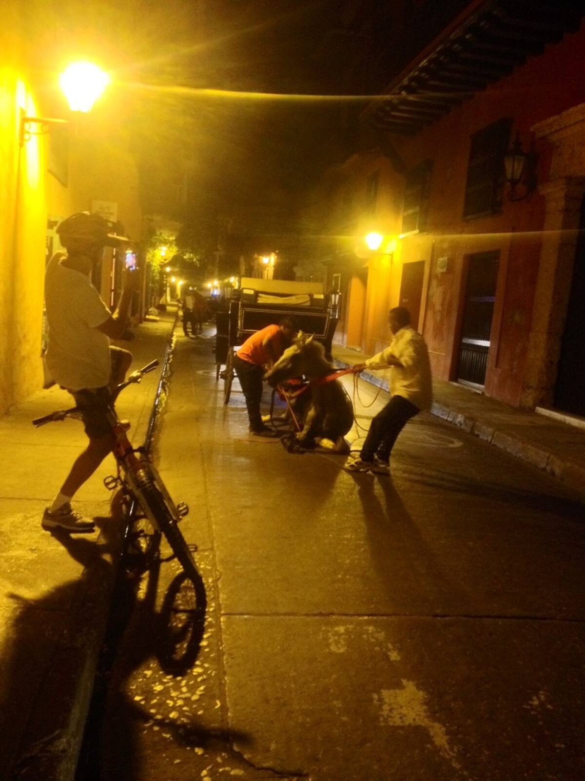 El caballo se encontraba visiblemente agitado. Cortesía