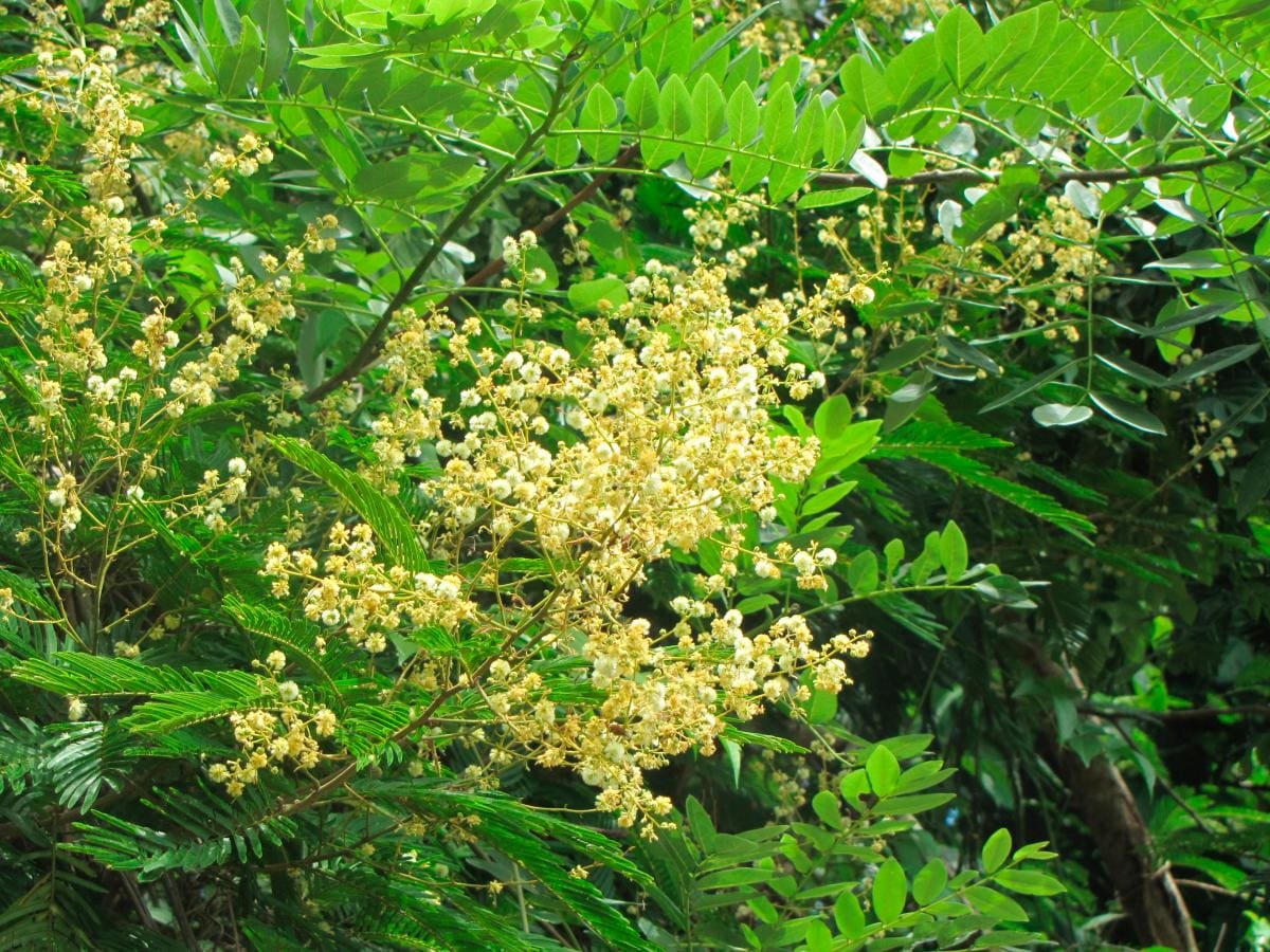 Panal de abejas. //Cortesía: Jalelys Leones