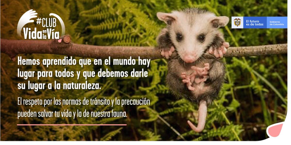 Campaña institucional que busca mitigar la problemática de atropellamiento de fauna silvestre en las vías del territorio nacional. Foto//Cortesía.