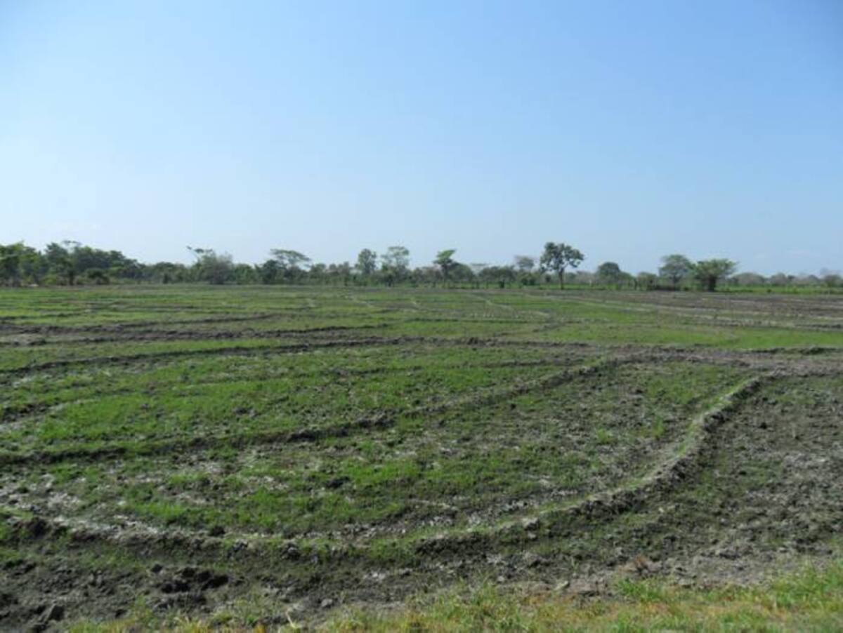 Cultivo de arroz en el Distrito de Riego de Marialabaja. HERMES FIGUEROA - EL UNIVERSAL
