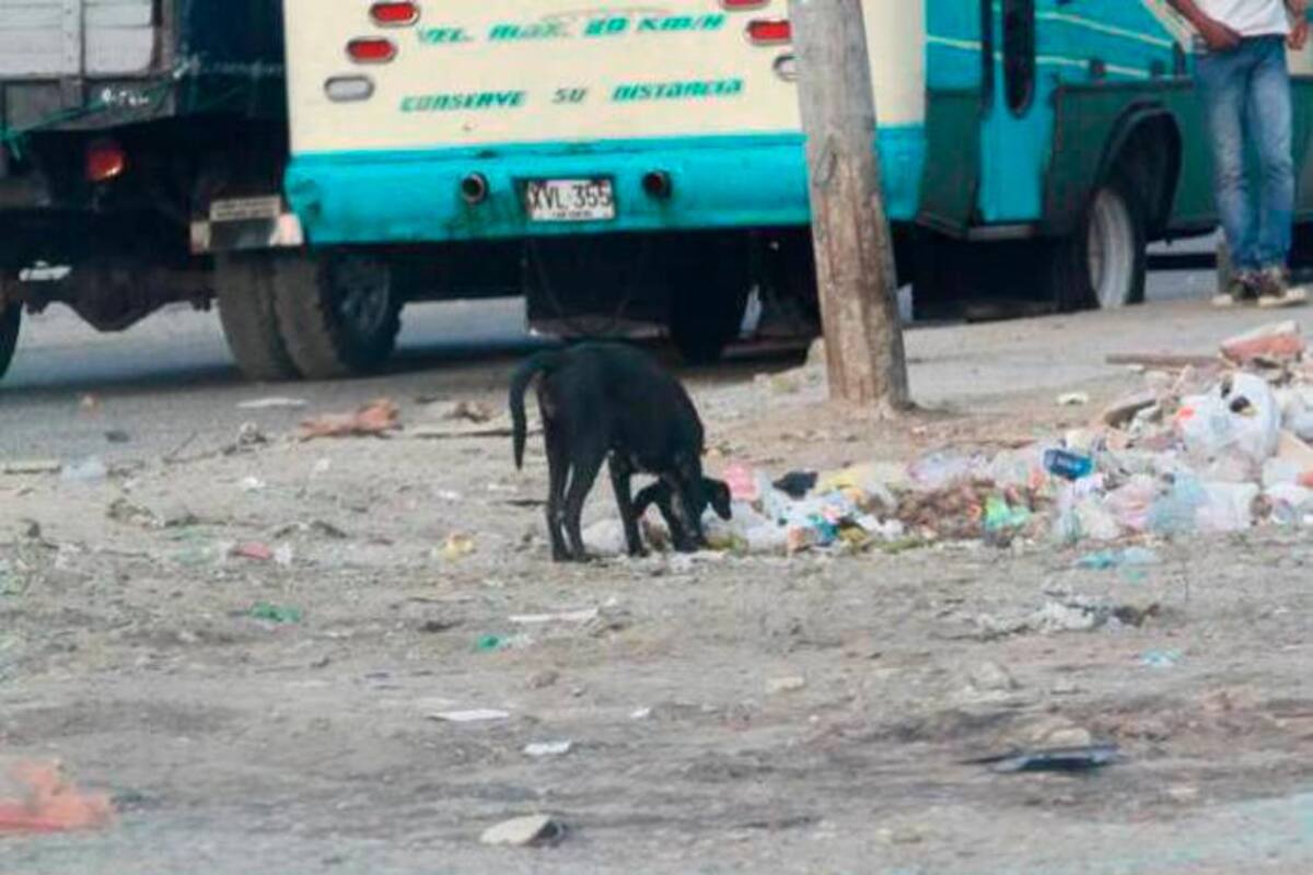 Gobierno Dau, a ponerse al día con los animales callejeros