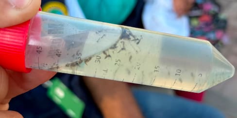 Casos de dengue bajan en Cartagena: balance 2026 del DADIS