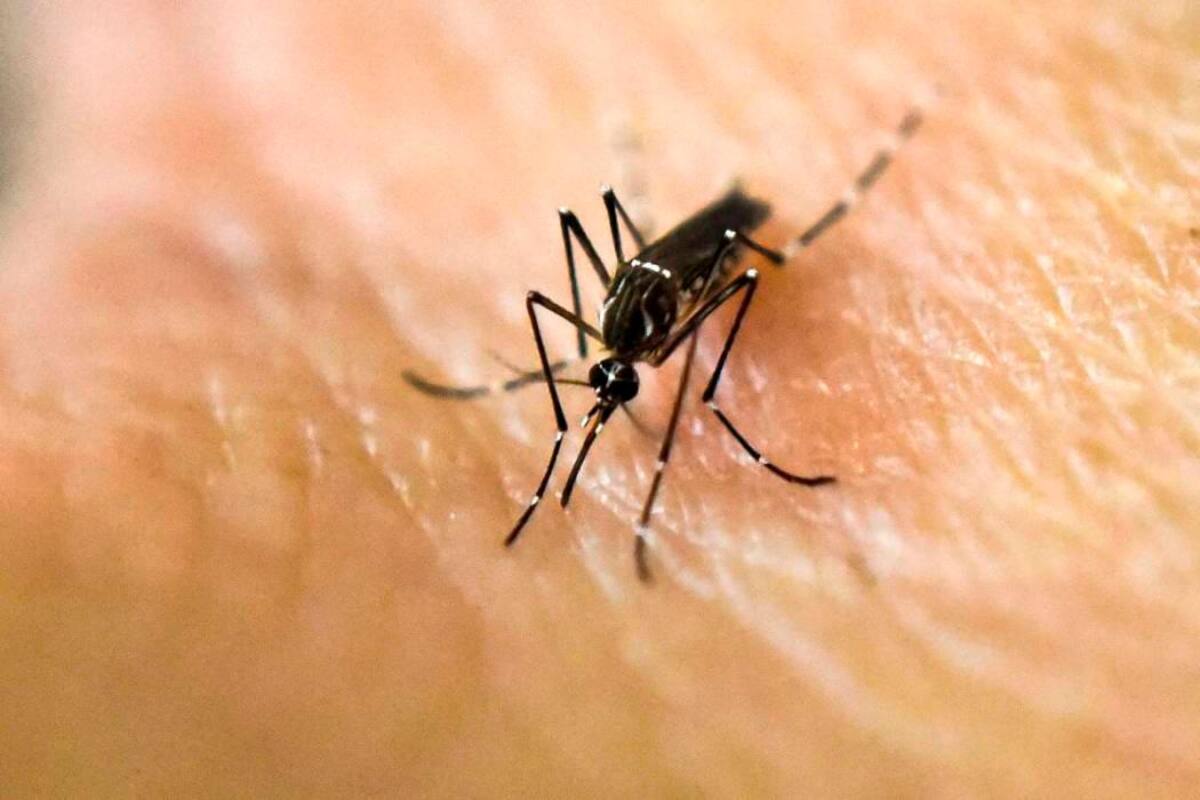 OMS lanza un plan global contra el zika, el dengue y otros arbovirus