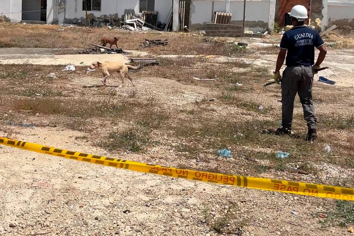 ¿Qué pasó con los perros que estaban en Aquarela? Distrito responde