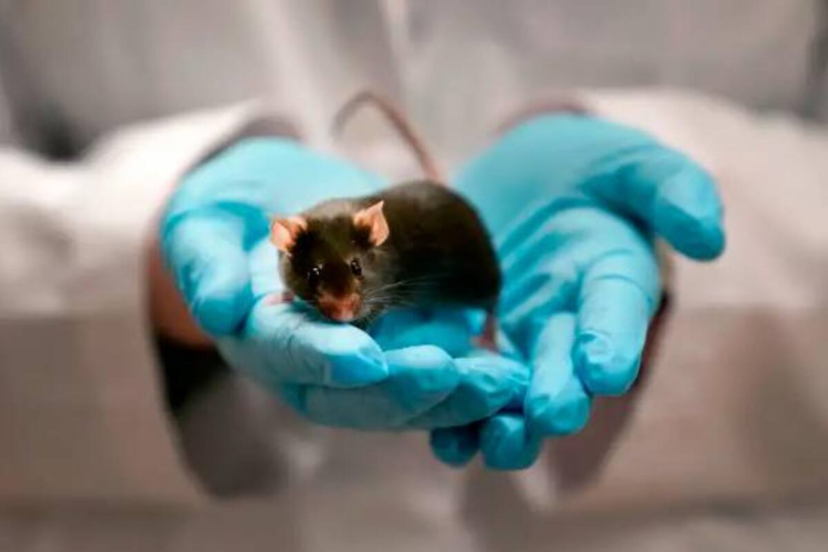 Los ratones también se ‘acicalan’ cuando se miran al espejo