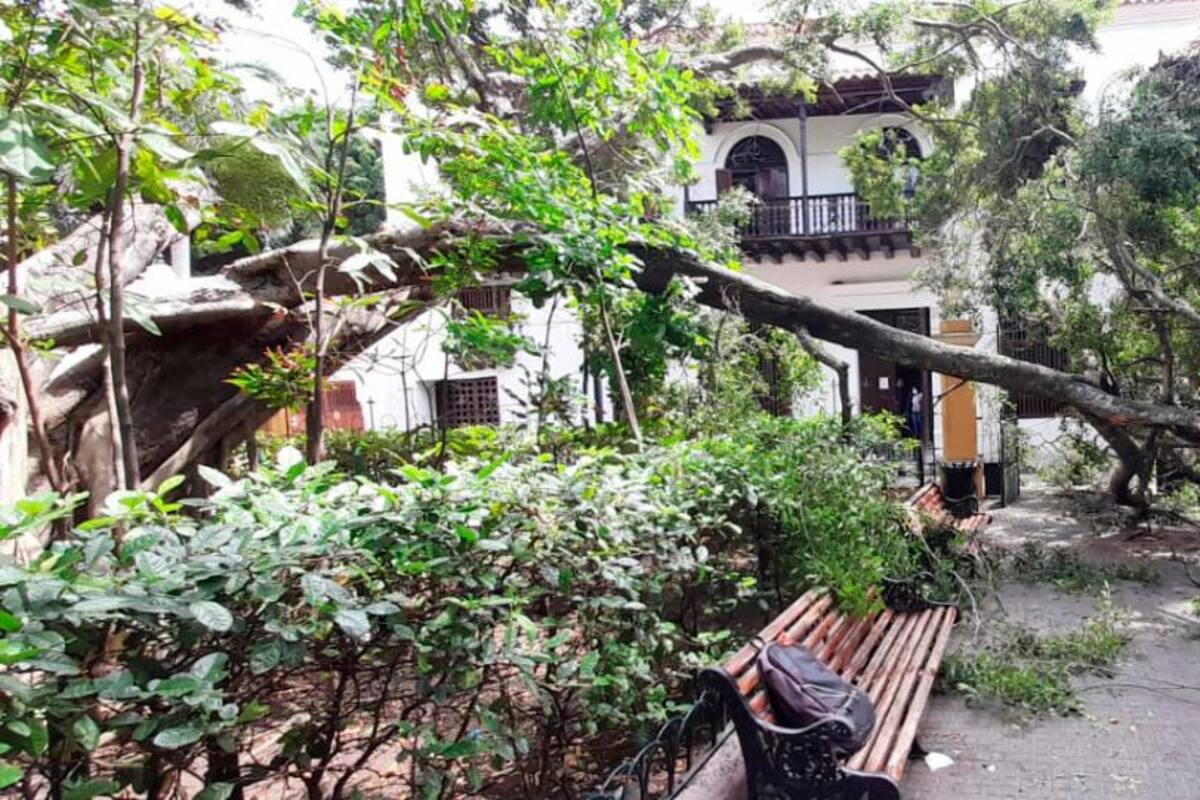 Solicitan urgente intervención a arbolado del Parque de Bolívar