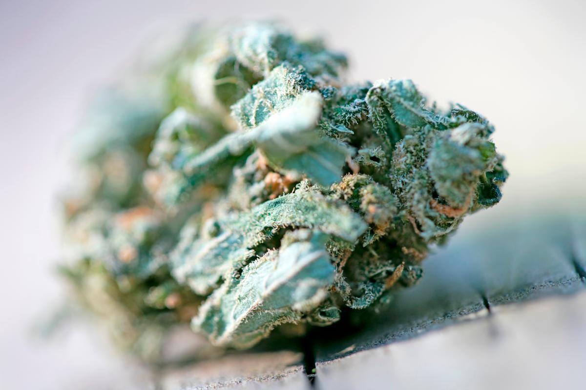 Colombia avala exportación de flor de cannabis con fines medicinales