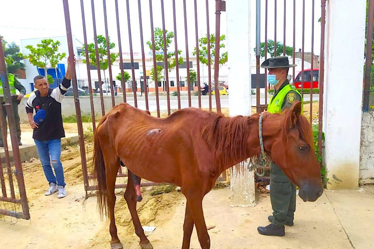 Policía rescata en Barranquilla a caballo que sufría maltrato animal