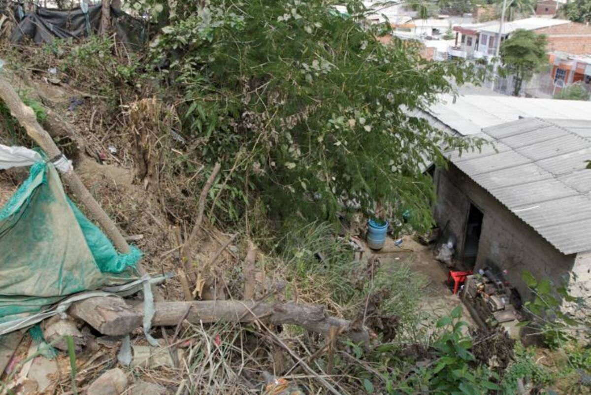 Algunos árboles sembrados en la loma ya tienen las raíces visibles por los deslizamientos. FOTO JULIO CASTAÑO
