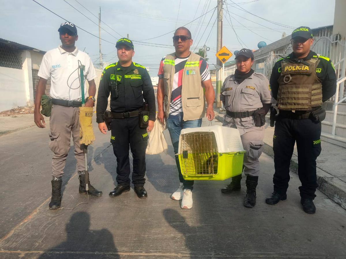 Oso hormiguero rescatado en el barrio Zaragocilla, sector El Cairo. //Foto: Cortesía