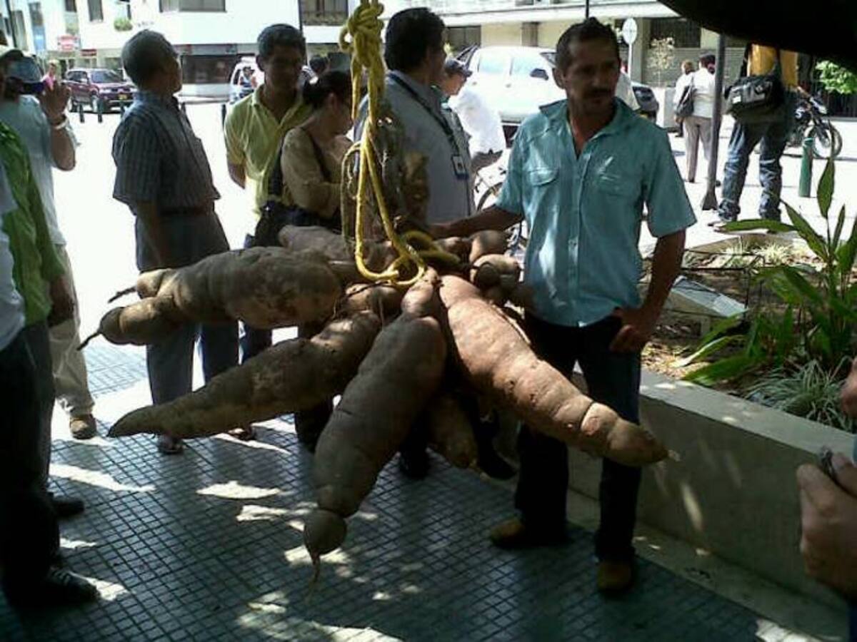 Joel Espitia, el cultivador de la mata de yuca, ya ha ganado premios con semejante cosecha. Cortesía
