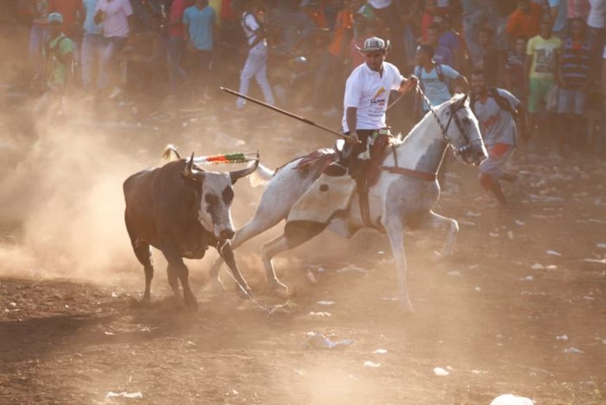 Las fiestas de Turbaco se inician el 23 de diciembre con la cabalgata; el 27 habrá un festival taurino y desde el 28 hasta el 1° de enero se desarrollarán las cinco tardes de toros en uno terrenos en el sector conocido como Coco Frío, en la Troncal de Occidente, en la vía a Arjona. Archivo