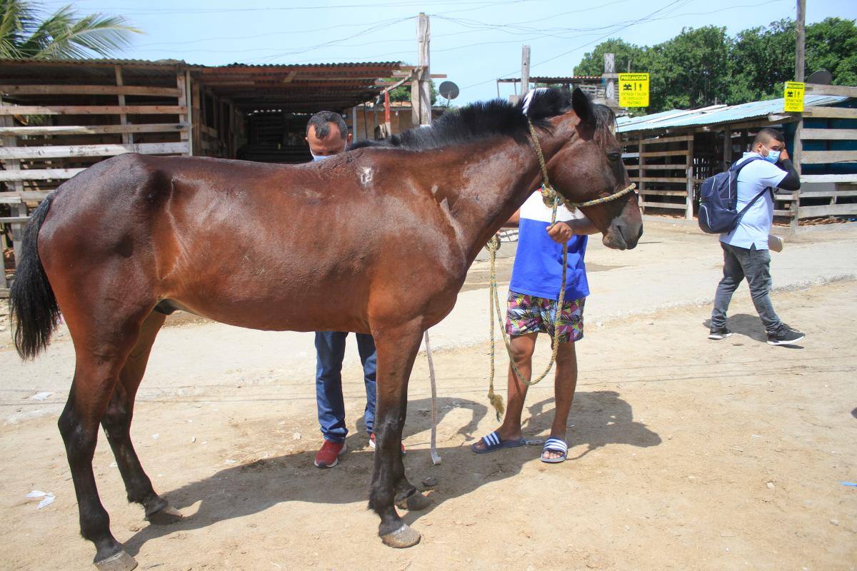Inspección de los caballos cocheros. //Julio Castaño - El Universal