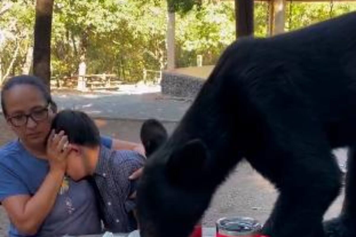 Video: oso sorprende a familia en un parque y se come sus enchiladas