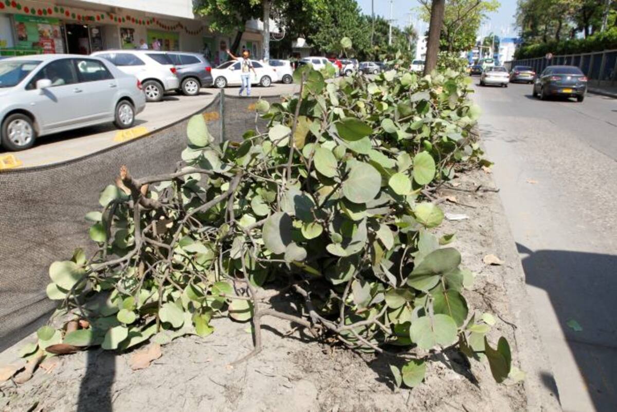 La mayoría de las especies que se van a retirar del sector se van a resembrar en otras zonas de la ciudad, según informó el Distrito. Julio Castaño