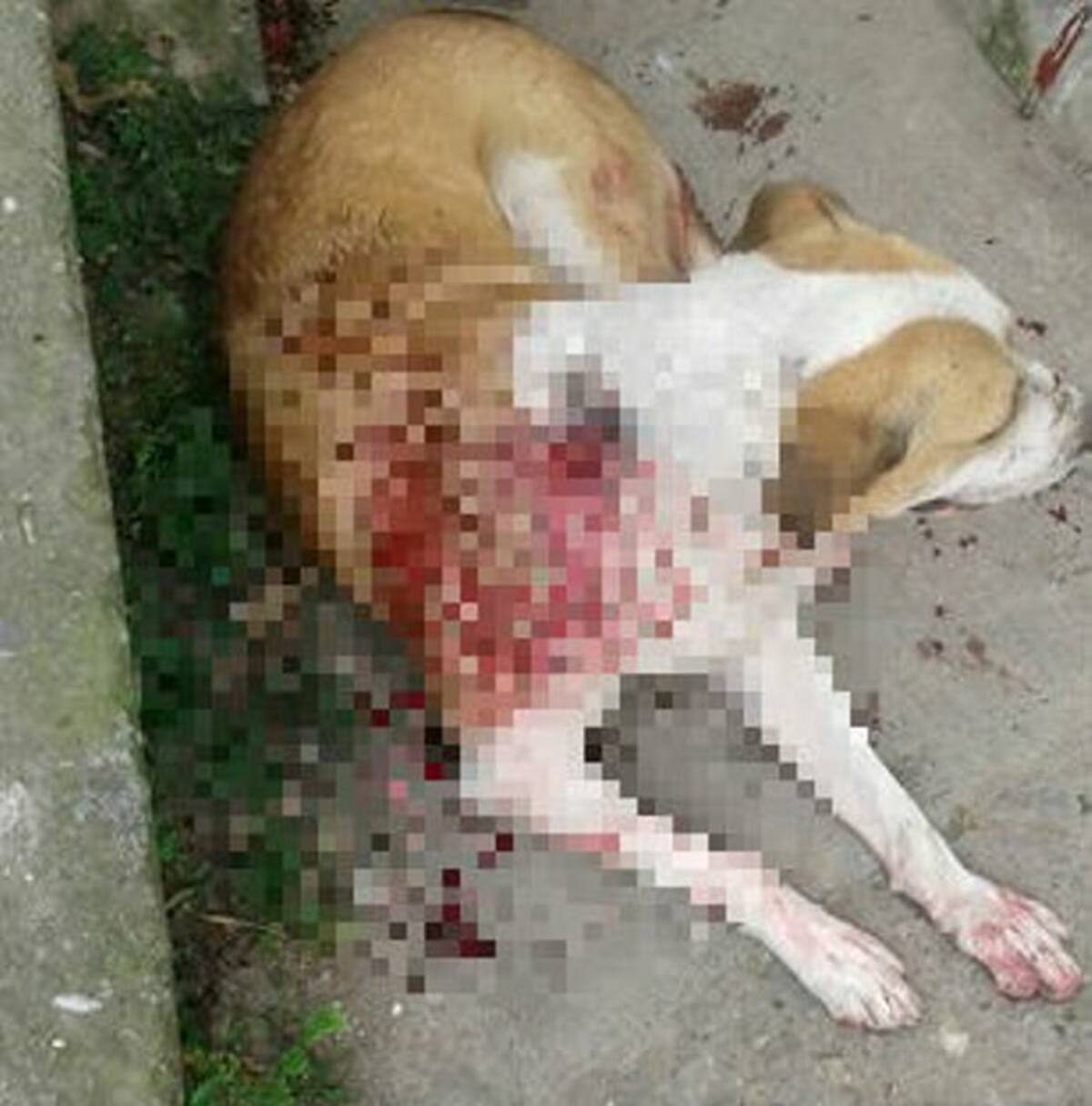 Tony está hospitalizado en la clínica veterinaria Mascotas. FOTO: COLPRENSA