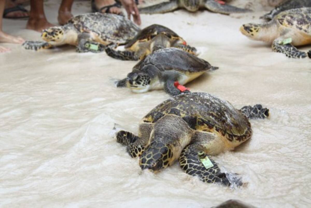 Como una forma de sobre vivencia las tortugas Carey se han refugiado en las zonas de manglar. Archivo