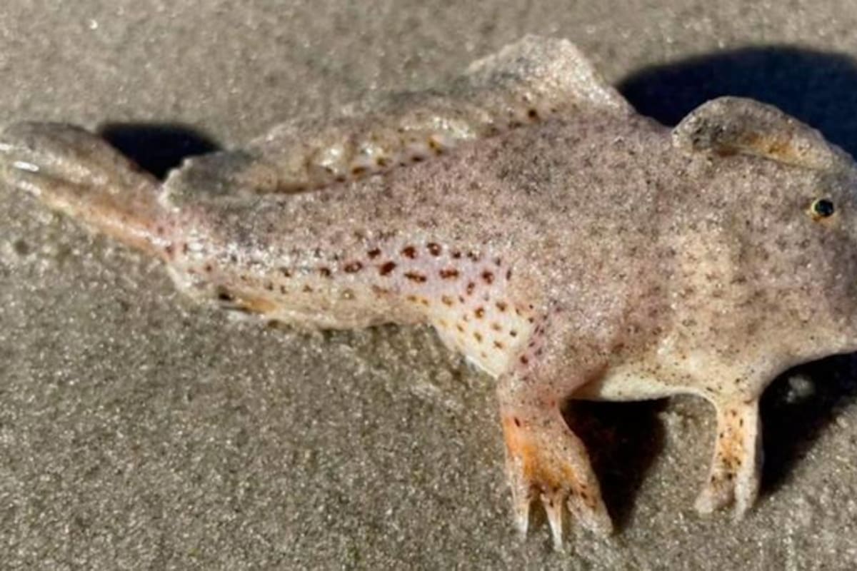Un pez que daban por extinto reaparece en aguas australianas