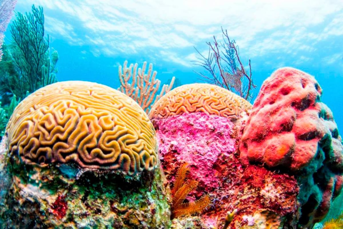 CAF apoyará la restauración de arrecifes de corales en América Latina