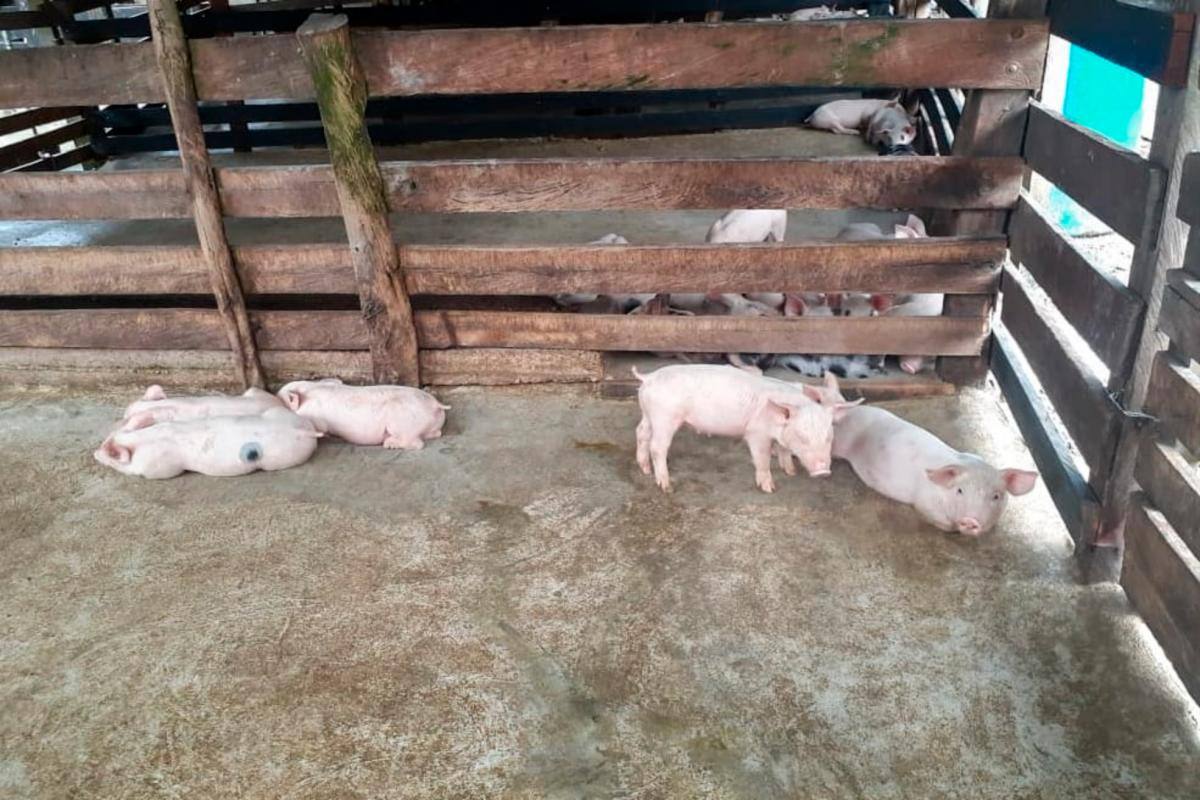 Cierran granja porcícola que contaminaba institución educativa La Peñata