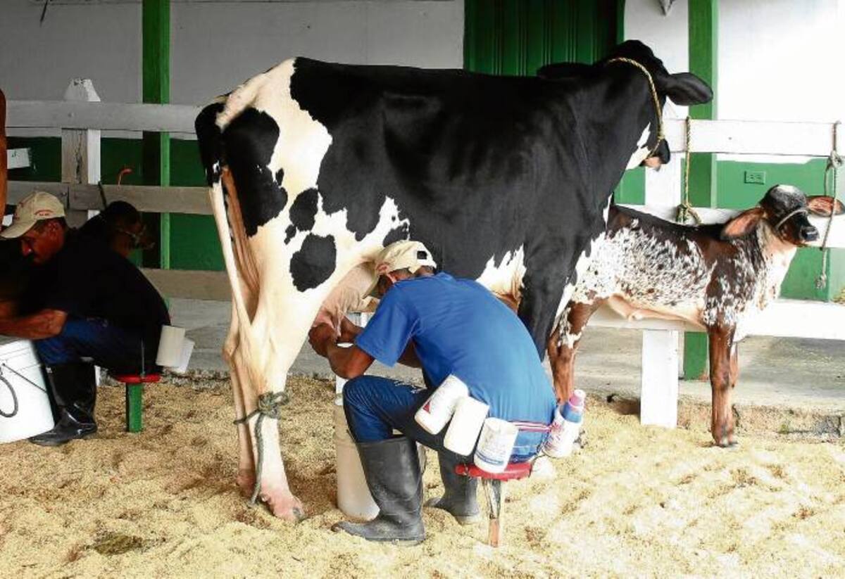 La vaca de primer parto Irene de la hacienda de los hermanos Barragán Barcenas produjo 15,26 litros de leche. MANUEL SANTIAGO PÉREZ/EL UNIVERSAL/