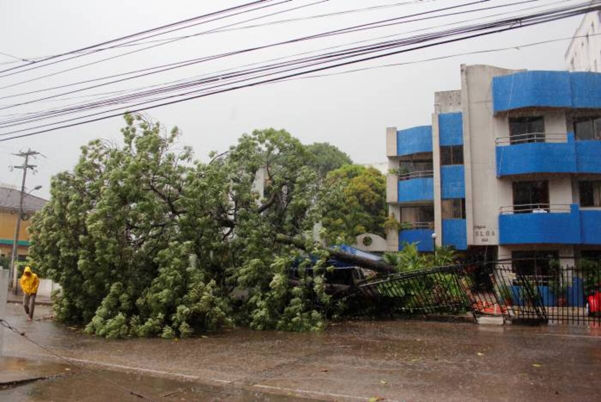 “Eso fue como a las 5:10 de la tarde, y nos dimos cuenta porque ya el árbol se iba inclinando mucho a la calle hasta que sentimos el estruendo por la destrucción de las rejas”, dijo Martín Char, vecino del edificio. GERMÁN GÓMEZ