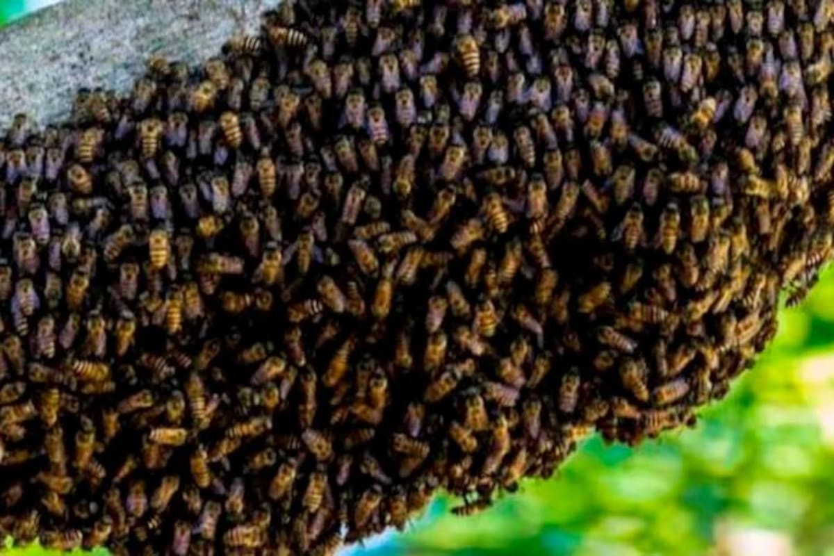 Mujer murió tras el brutal ataque de unas abejas ‘come carne’