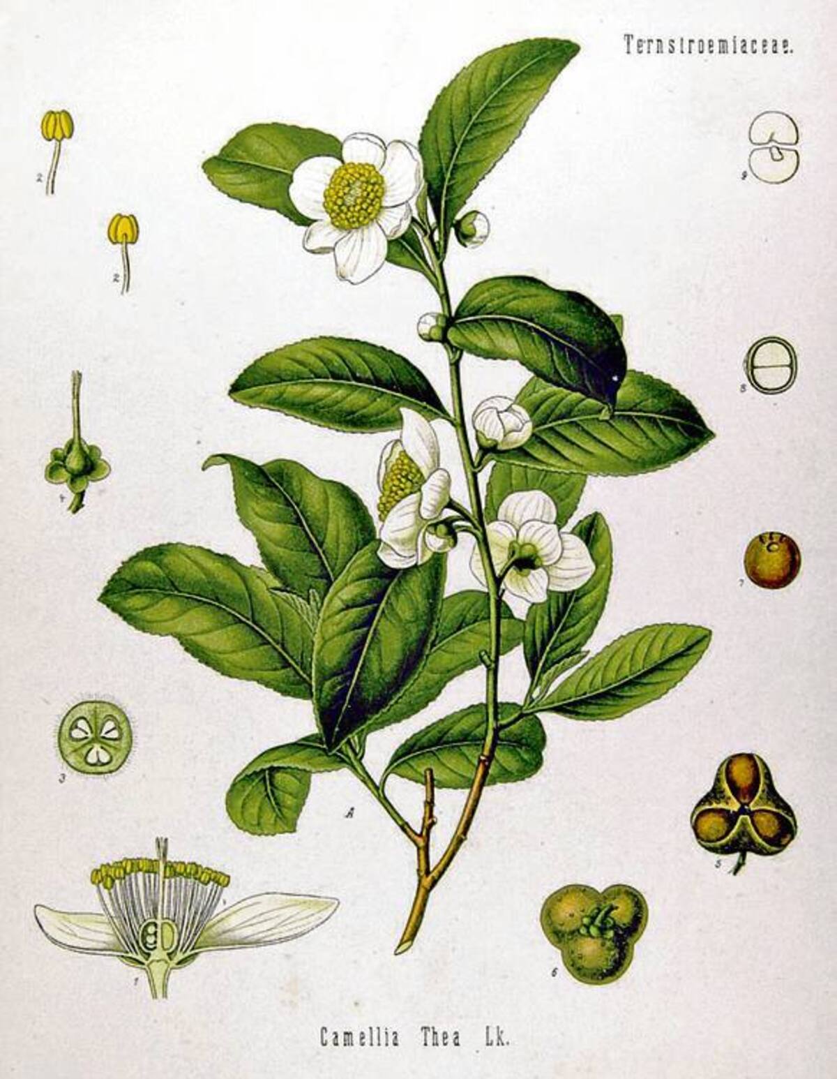 No importa el color, los beneficios son los mismos. Archivo particular