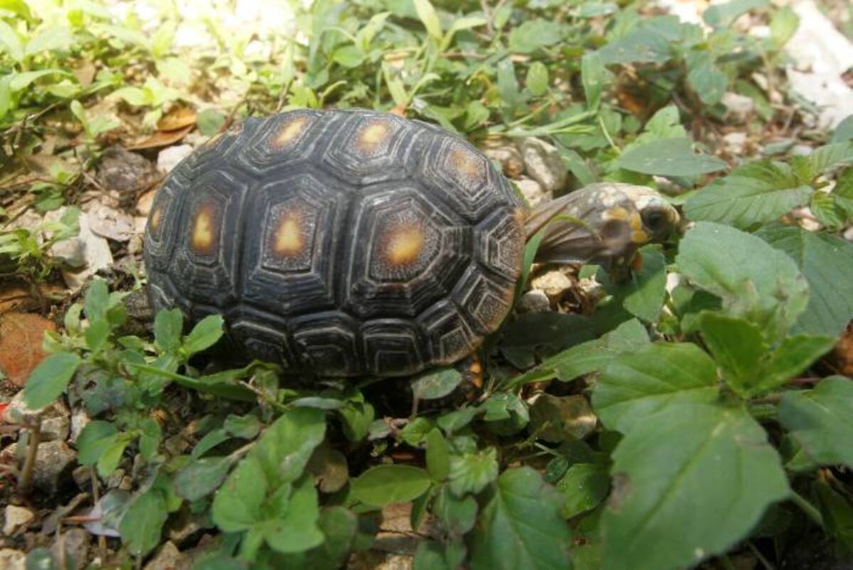 JULIO CASTAÑO - EL UNIVERSAL