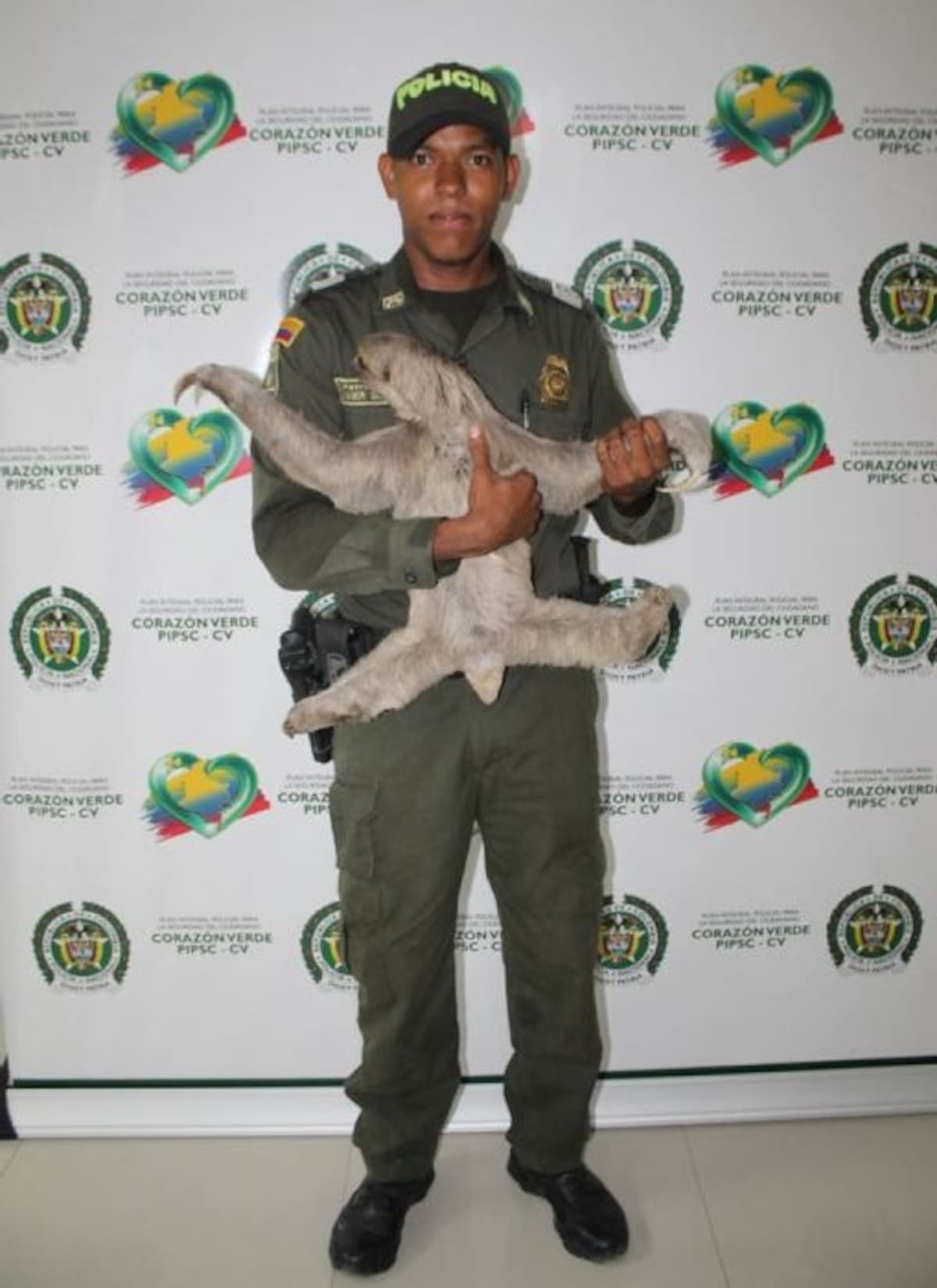 El oso perezoso quedó a disposición del EPA Cortesía.