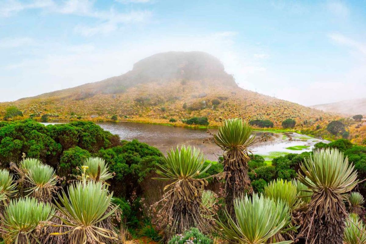 Por segundo año: Colombia es el país más letal para los ambientalistas