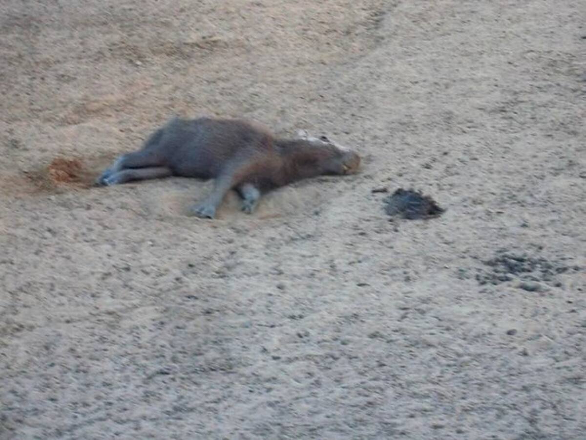 Según los reportes dados este jueves por el secretario de agricultura, ganadería y medio ambiente de Casanare, Alexi Yesid Duarte, ya van cerca de 20 mil animales muertos, siendo los chigüiros la especie más afectada. Cortesía Gobernación de Casanare