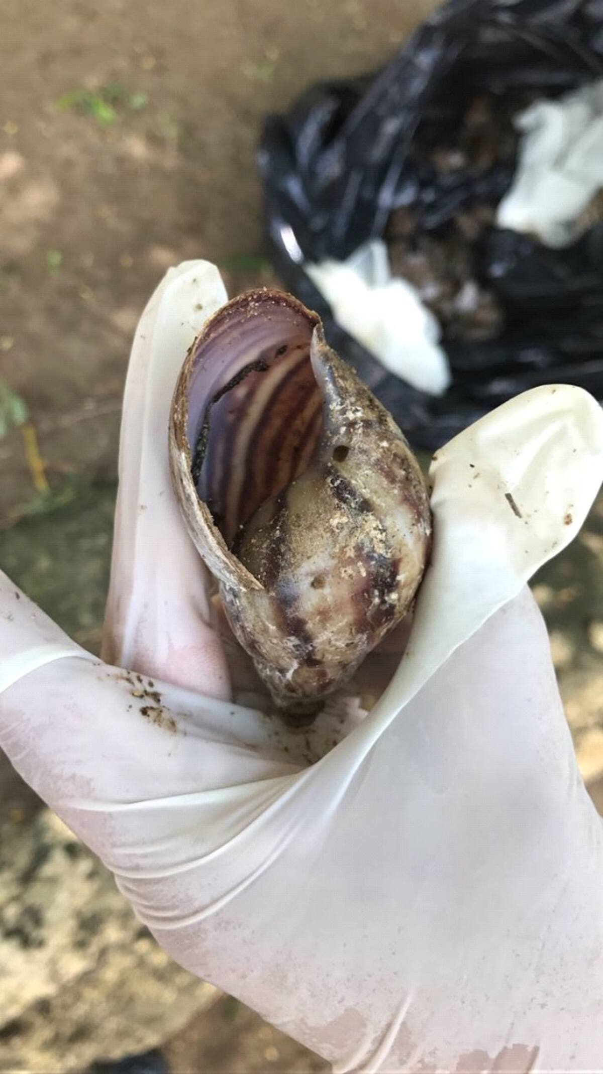 Caracol africano. Cortesía