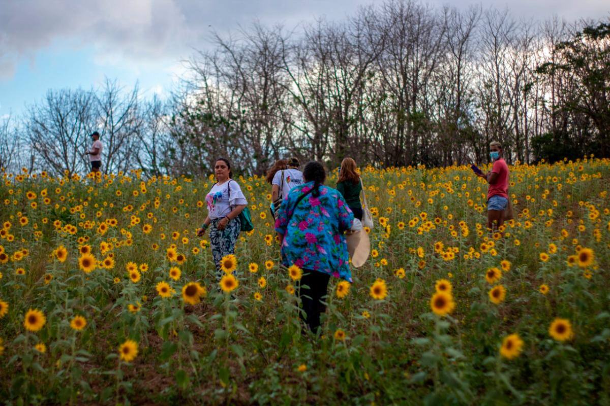 San Jacinto abre a locales y turistas su campo de girasoles