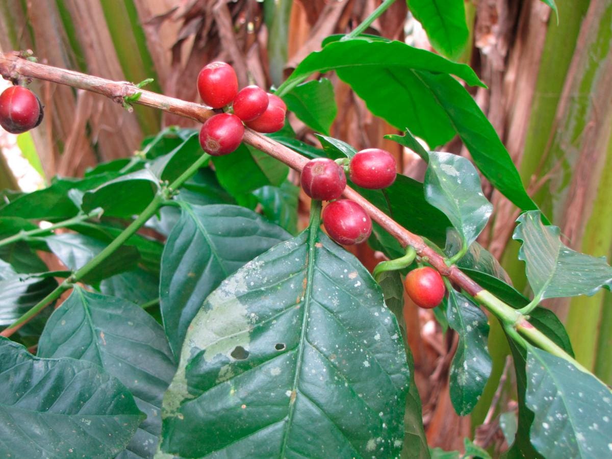 En la zona de Casa de Piedra y Brasilar hay cultivos de café.