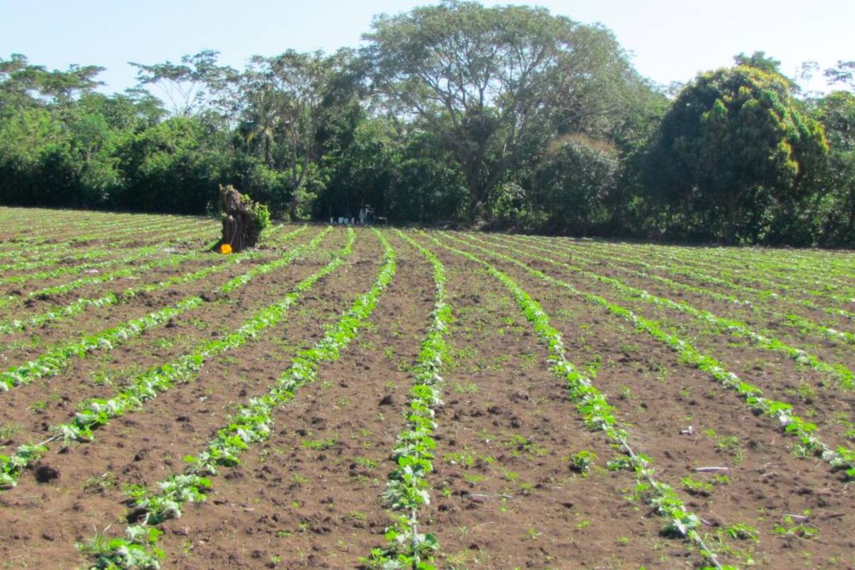 Los melones de Crisanto llenan las góndolas de supermercados