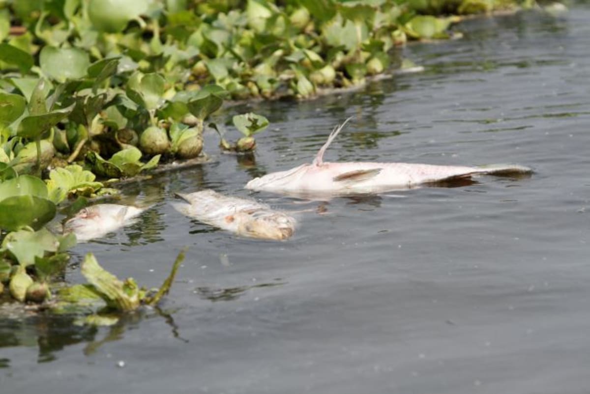 Según los pescadores ya se han enterrado más de 100 mil peces muertos que salen de la ciénaga de Marialabaja. Julio Castaño/ El Universal