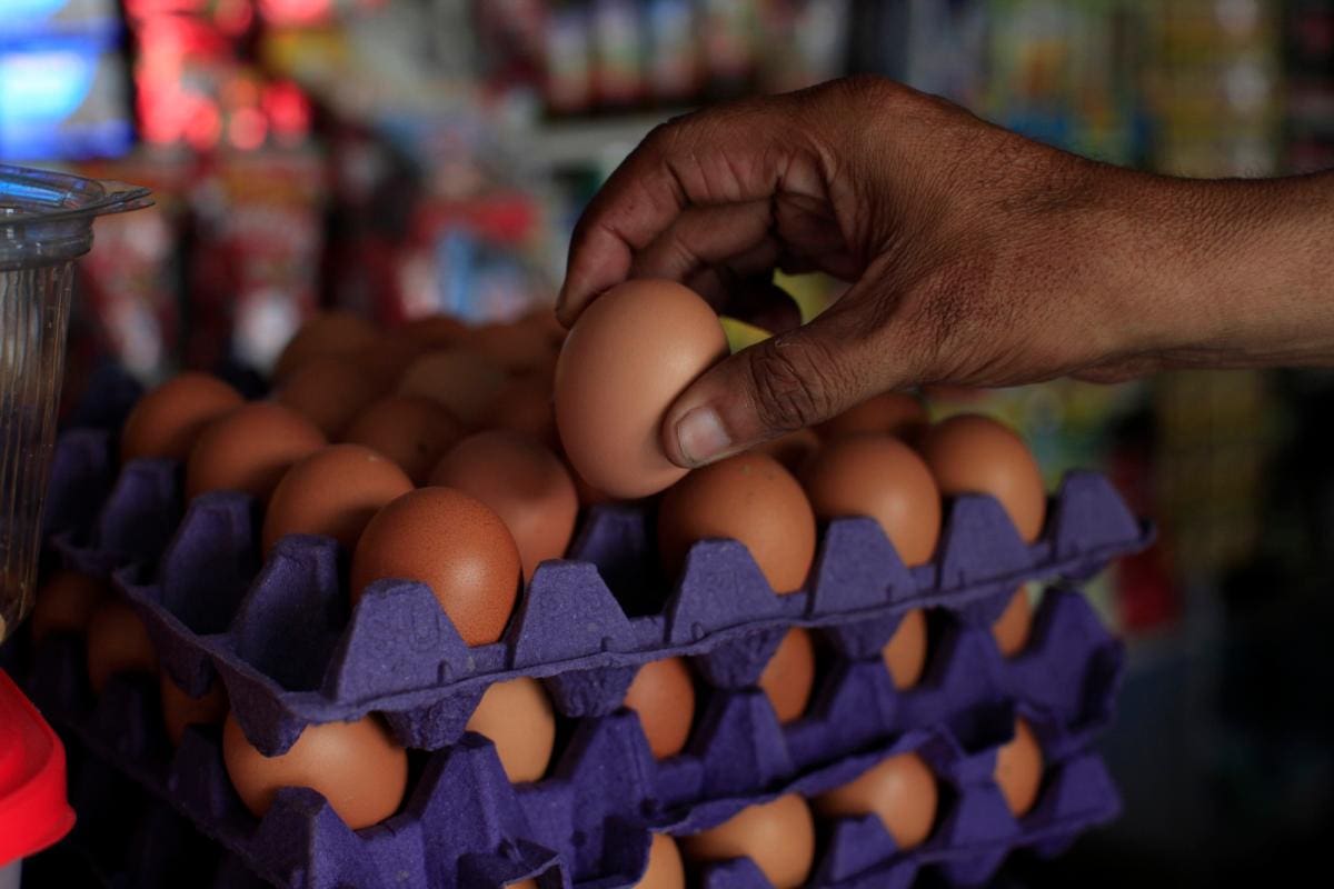 Precios del huevo se corregirían al alza en la última semana de enero: Fenavi