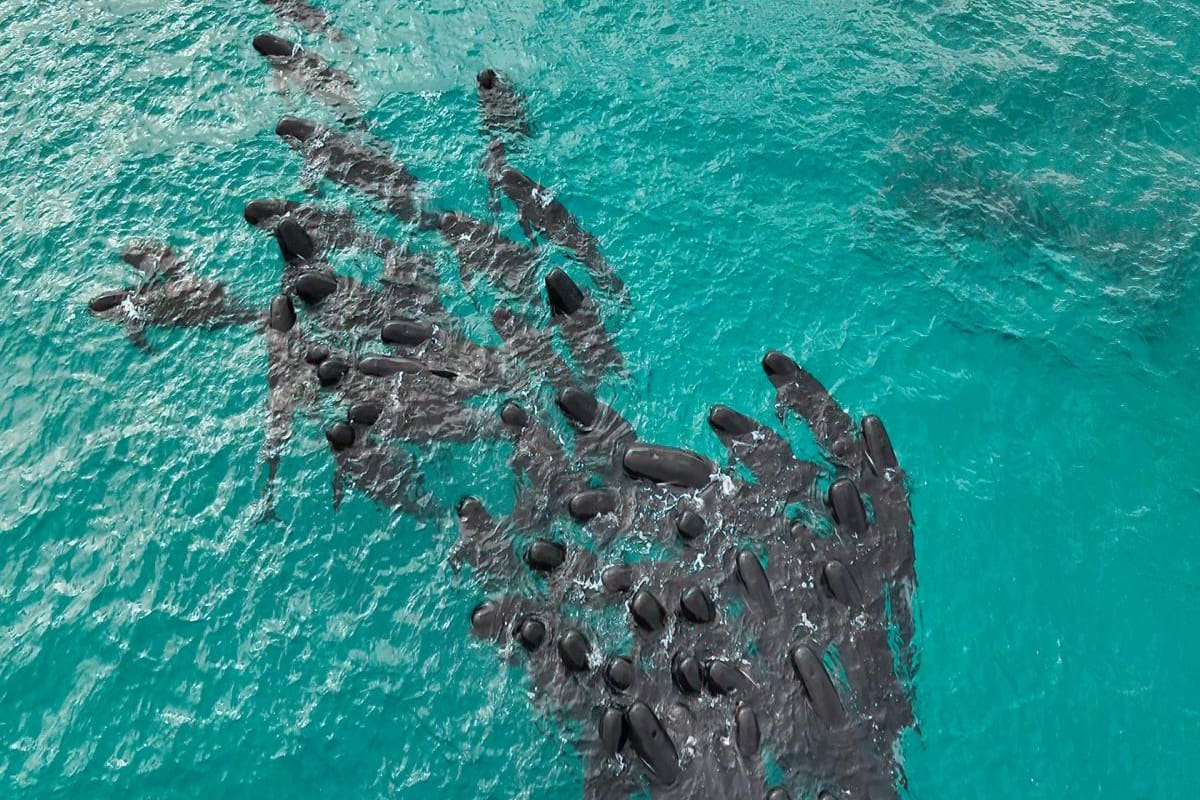 Más de 50 ballenas piloto fallecieron tras quedarse varadas en una playa