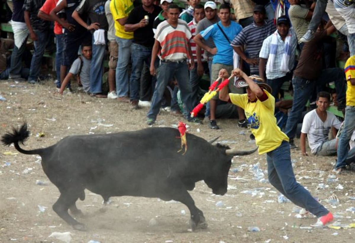 Un banderillero sinceano fue el más destacado de la tarde, y colocó varias durante la jornada. MANUEL SANTIAGO PÉREZ - EL UNIVERSAL -