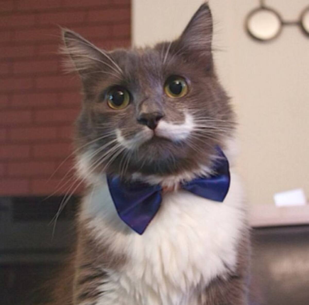 Instagram hamilton_the_hipster_cat