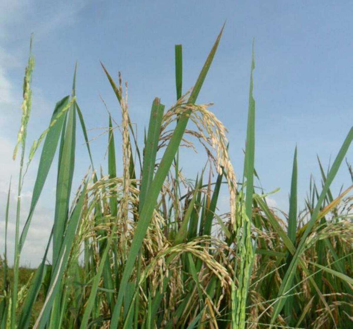 Una reducción del 54%, comparado con el 2014, evidenciará el área de siembra de arroz en el primer semestre de este año en el área del Distrito de Riego de Marialabaja. HERMES FIGUEROA A. - EL UNIVERSAL