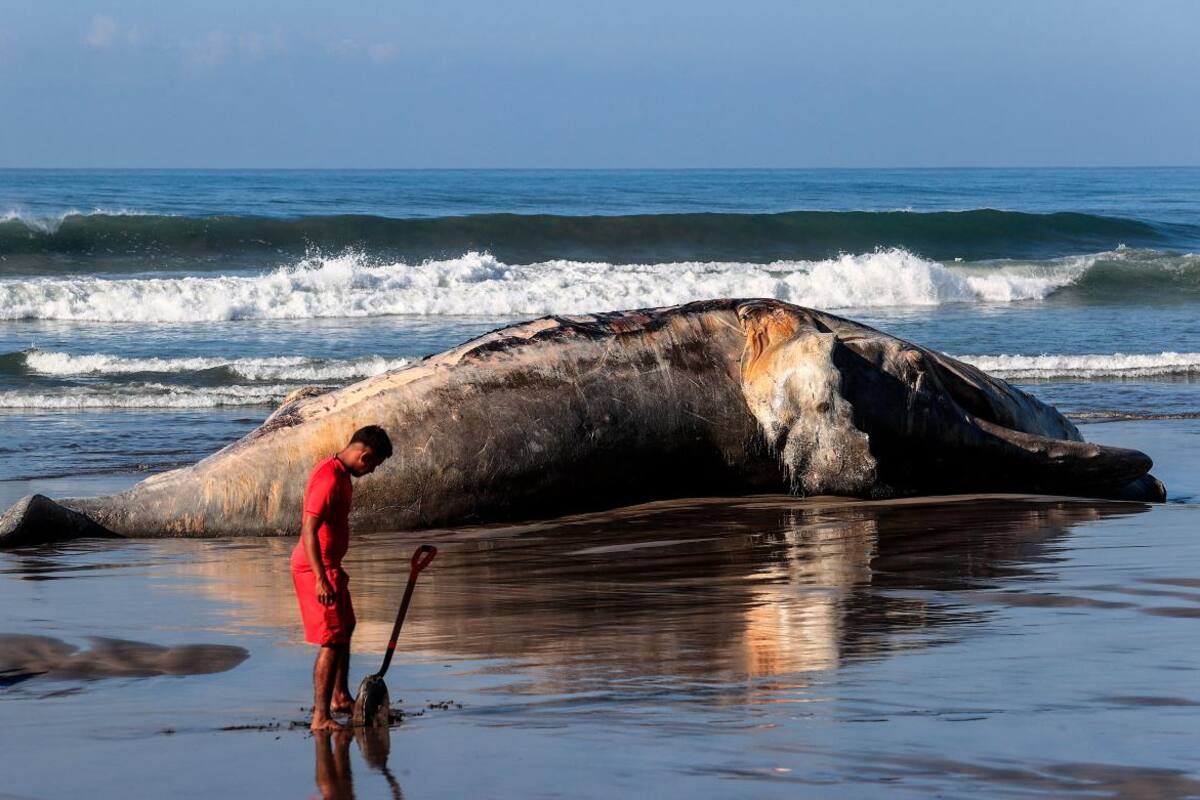 Una ballena jorobada aparece muerta en las playas mexicanas de Acapulco