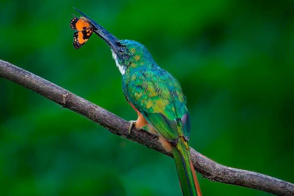 Avistamiento de aves: Colombia lidera ranking del Global Big Day 2023