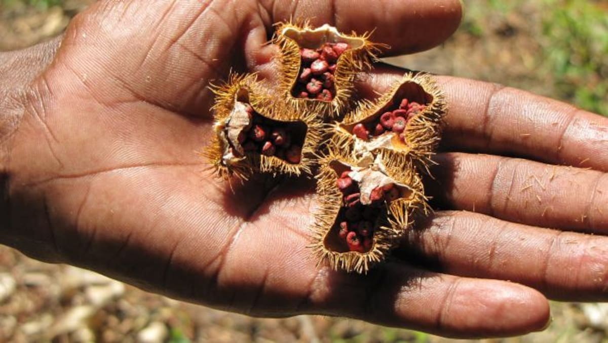 El achiote se utiliza principalmente como colorante natural en la industria de alimentos. HERMES FIGUEROA A. - EL UNIVERSAL