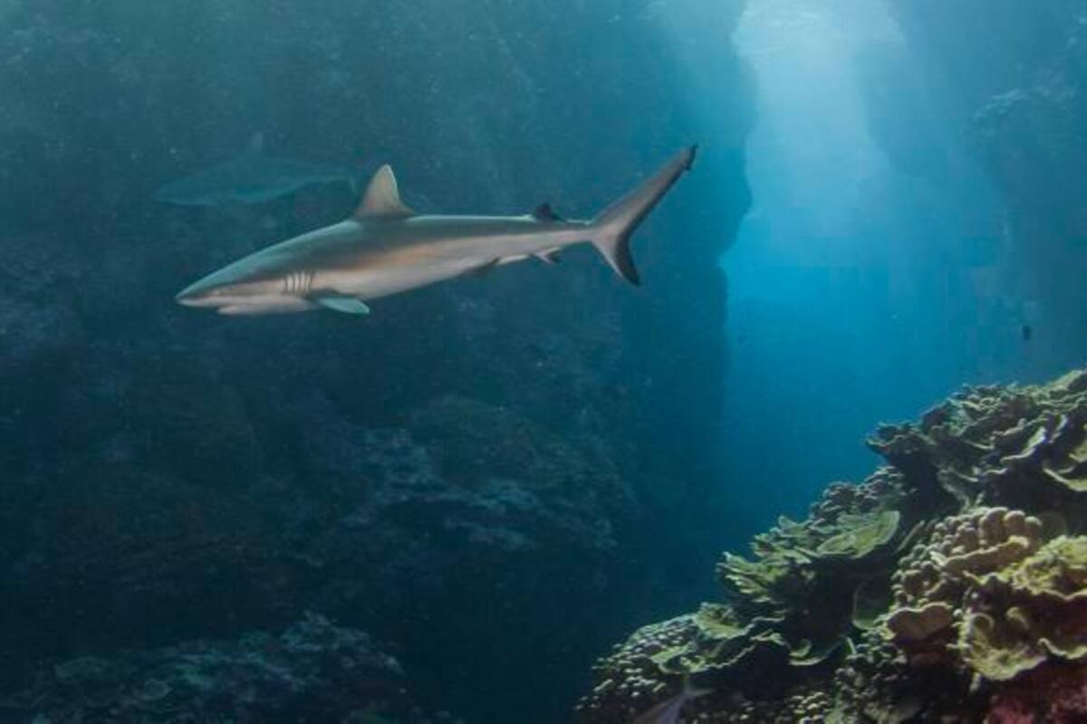Una playa brasileña registra dos ataques de tiburones en 24 horas